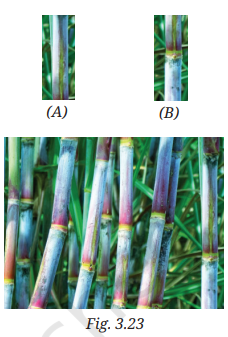 Question diagram
